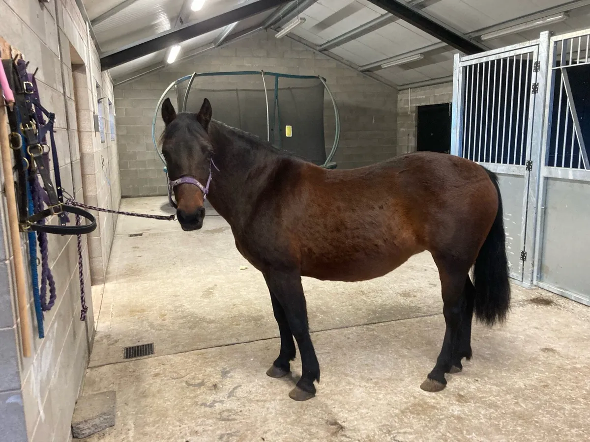 Conamara Pony Class 1 - Image 2