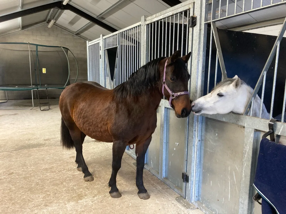 Conamara Pony Class 1 - Image 1