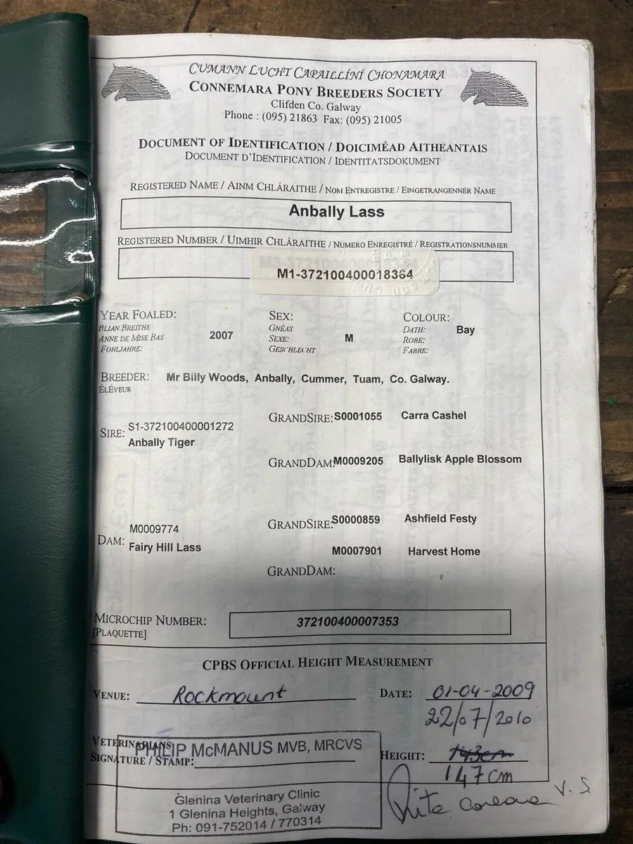 Conamara Pony Class 1 - Image 3