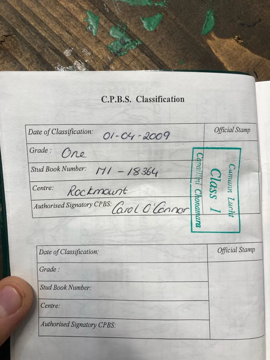 Conamara Pony Class 1 - Image 4