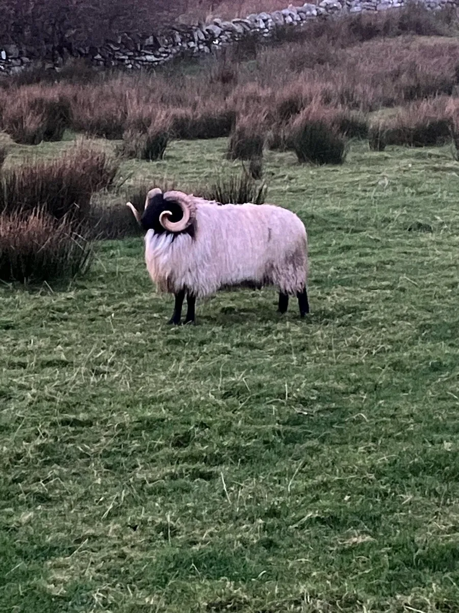 Mayo mountain hogget ram - Image 1
