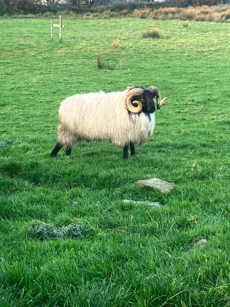 Mayo mountain hogget ram - Image 2