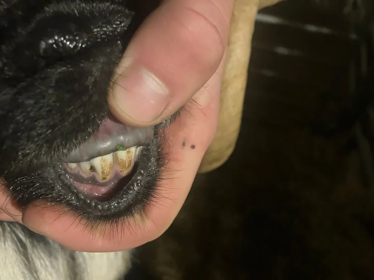 Mayo mountain hogget ram - Image 3