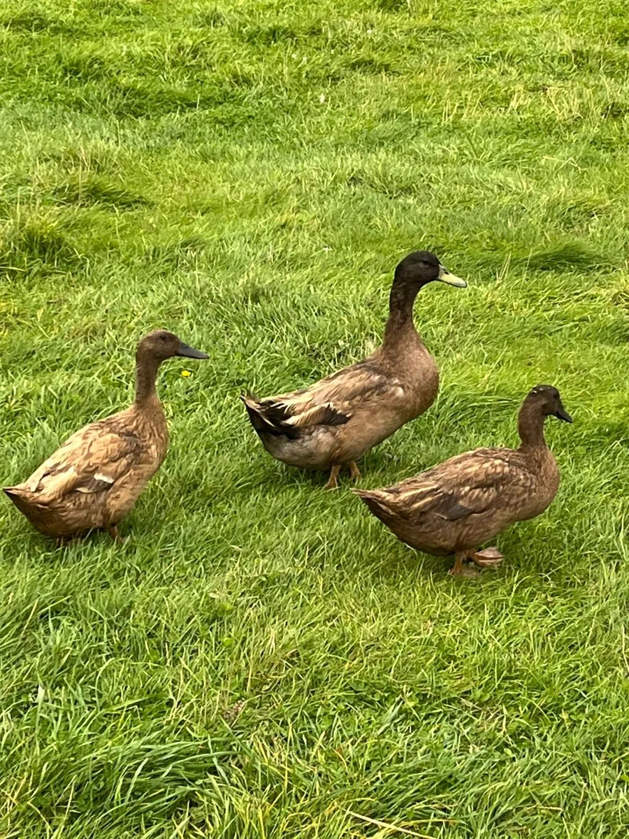 Fertile eggs + poultry - Image 1