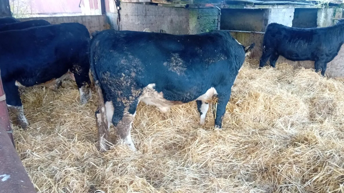 Kilcullen mart cattle for Wednesdays sale - Image 2