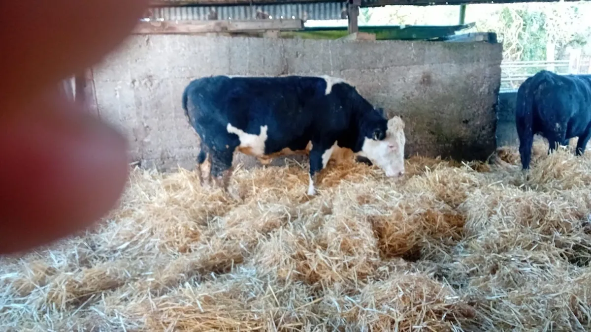 Kilcullen mart cattle for Wednesdays sale - Image 3