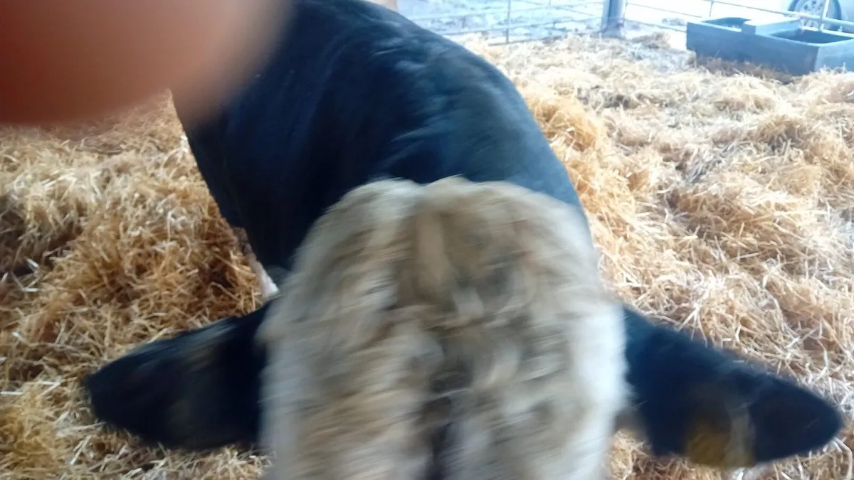 Kilcullen mart cattle for Wednesdays sale - Image 4