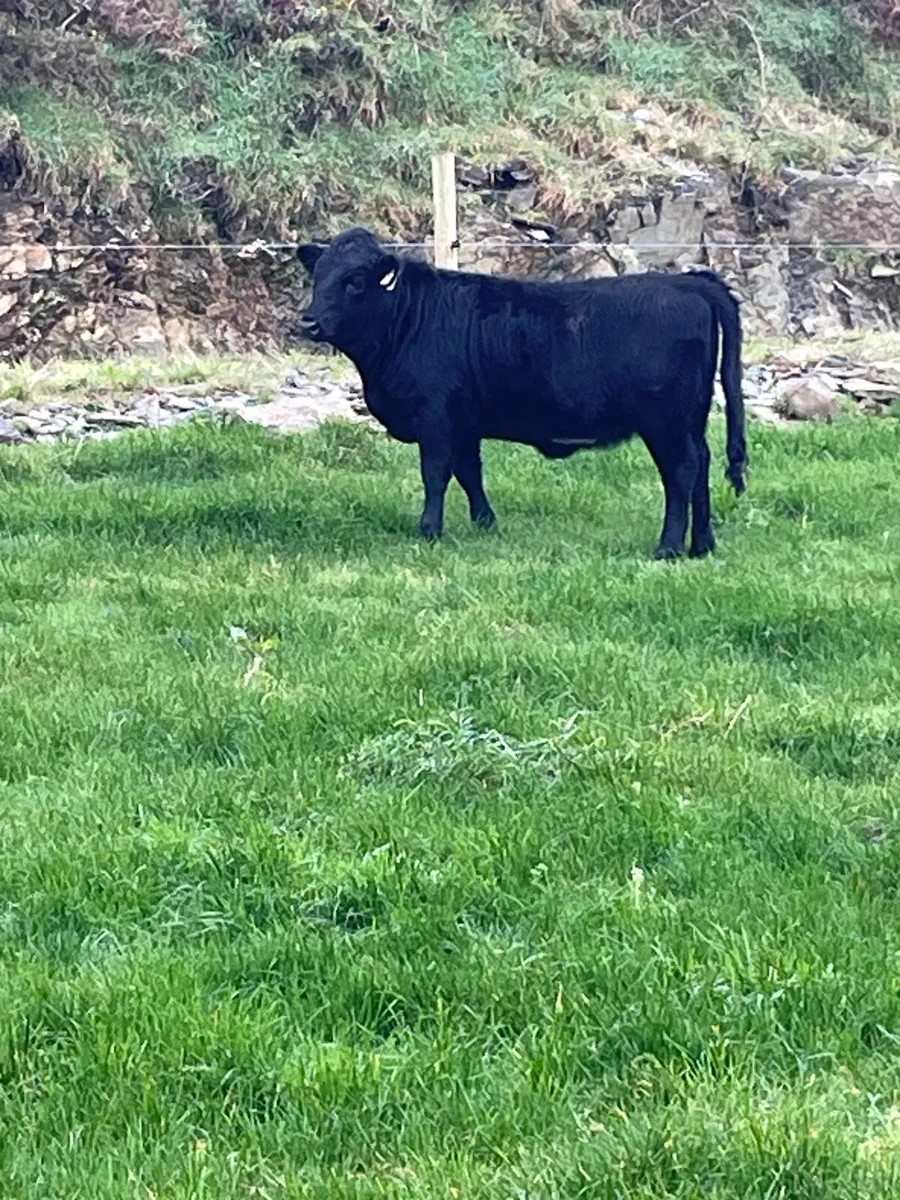 Purebred Dexter weanling heifer - Image 1
