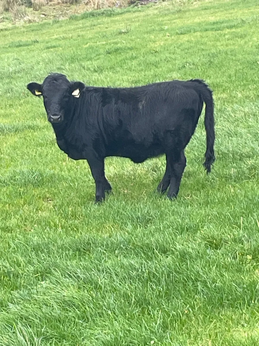 Purebred Dexter weanling heifer - Image 2