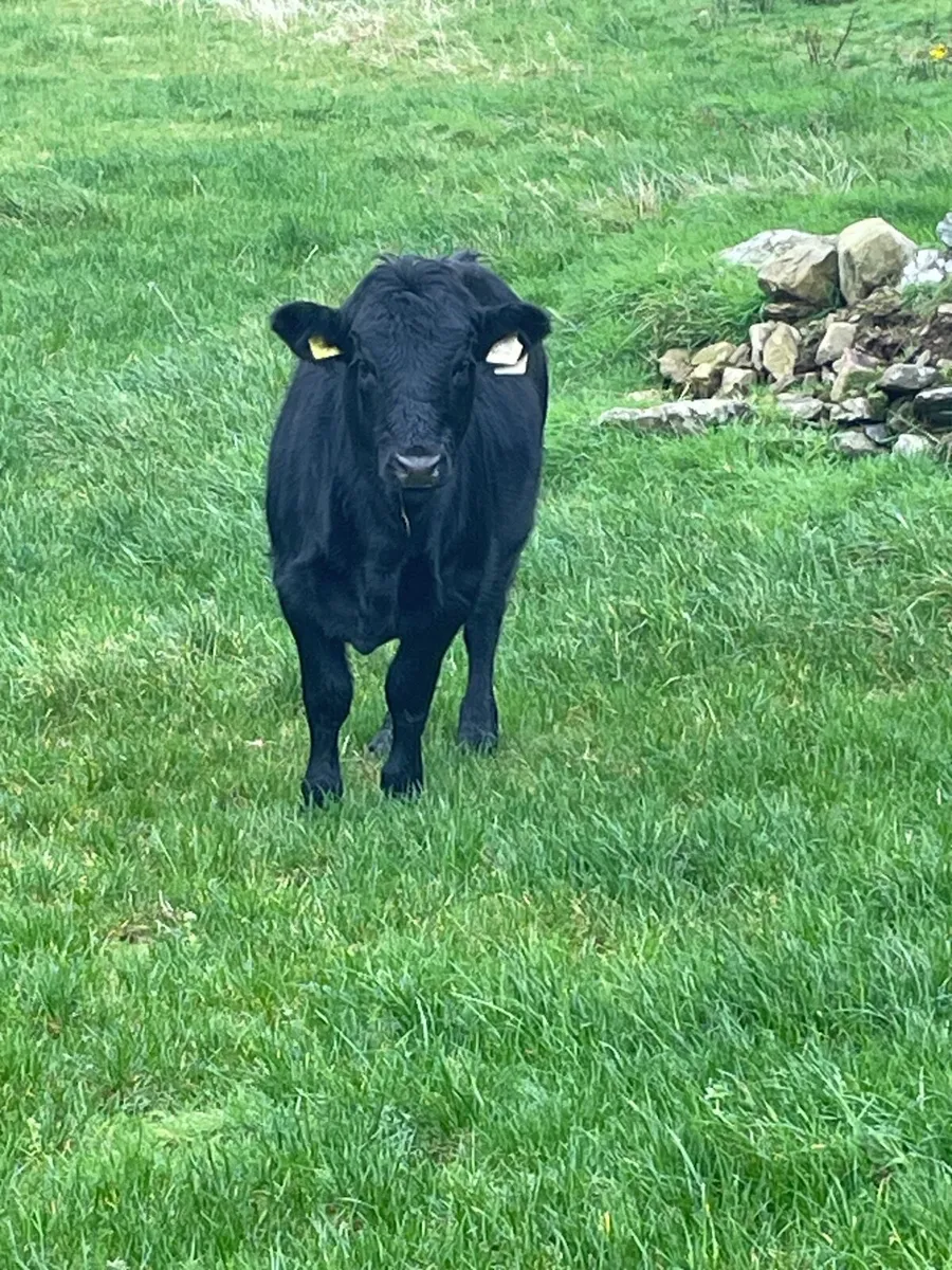 Purebred Dexter weanling heifer - Image 3