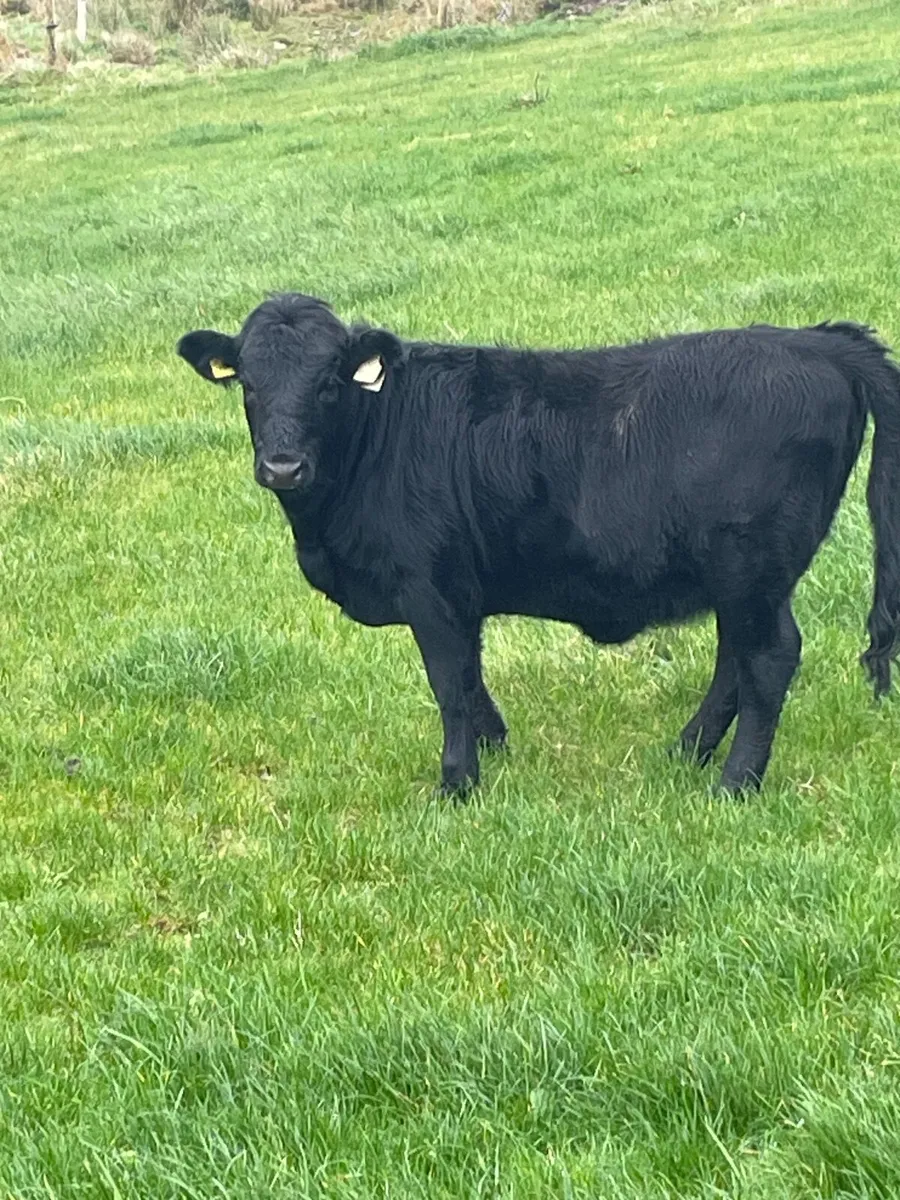 Purebred Dexter weanling heifer - Image 4