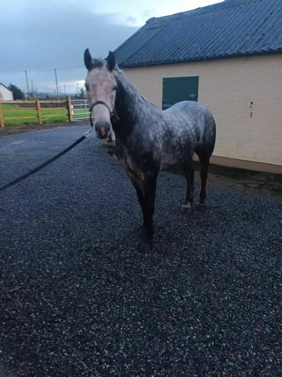 Connemara Pony 14.2 - Image 2