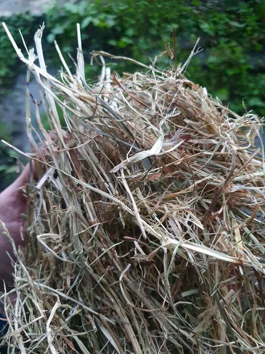 Hay for sale - Image 2