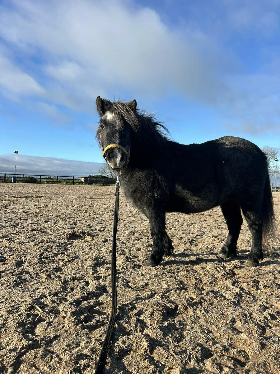 Shetland pony - Image 1