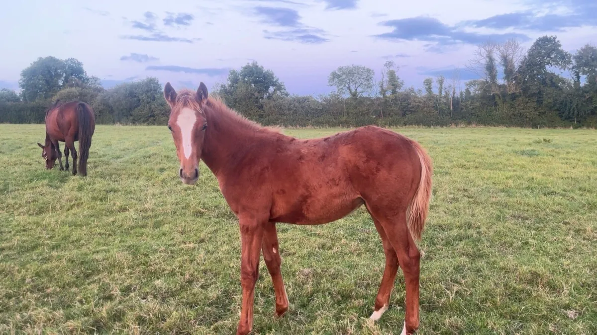 TB Colt by Rich History - Image 1