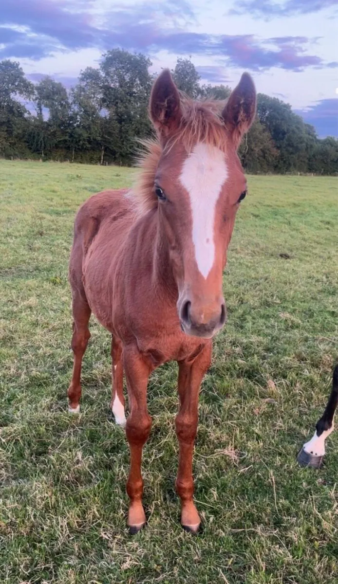 TB Colt by Rich History - Image 2