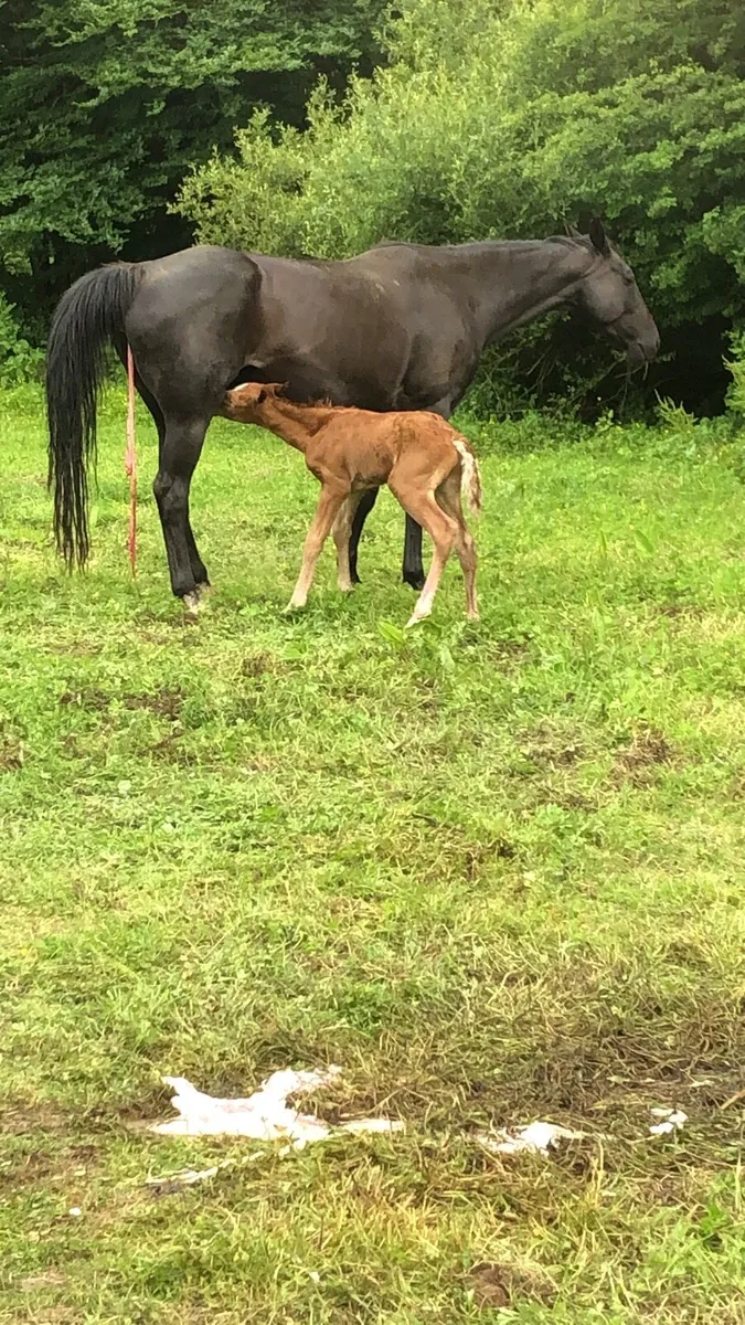 Trotting mare - Image 1