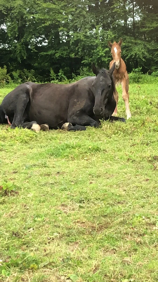 Trotting mare - Image 2