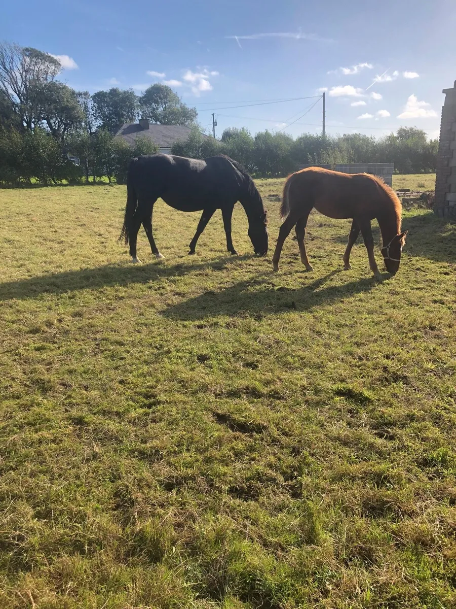 Trotting mare - Image 3