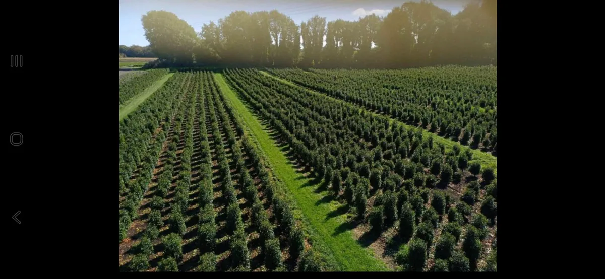 Portuguese Laurel hedging - Image 1