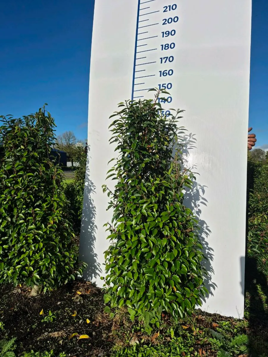 Portuguese Laurel hedging - Image 3