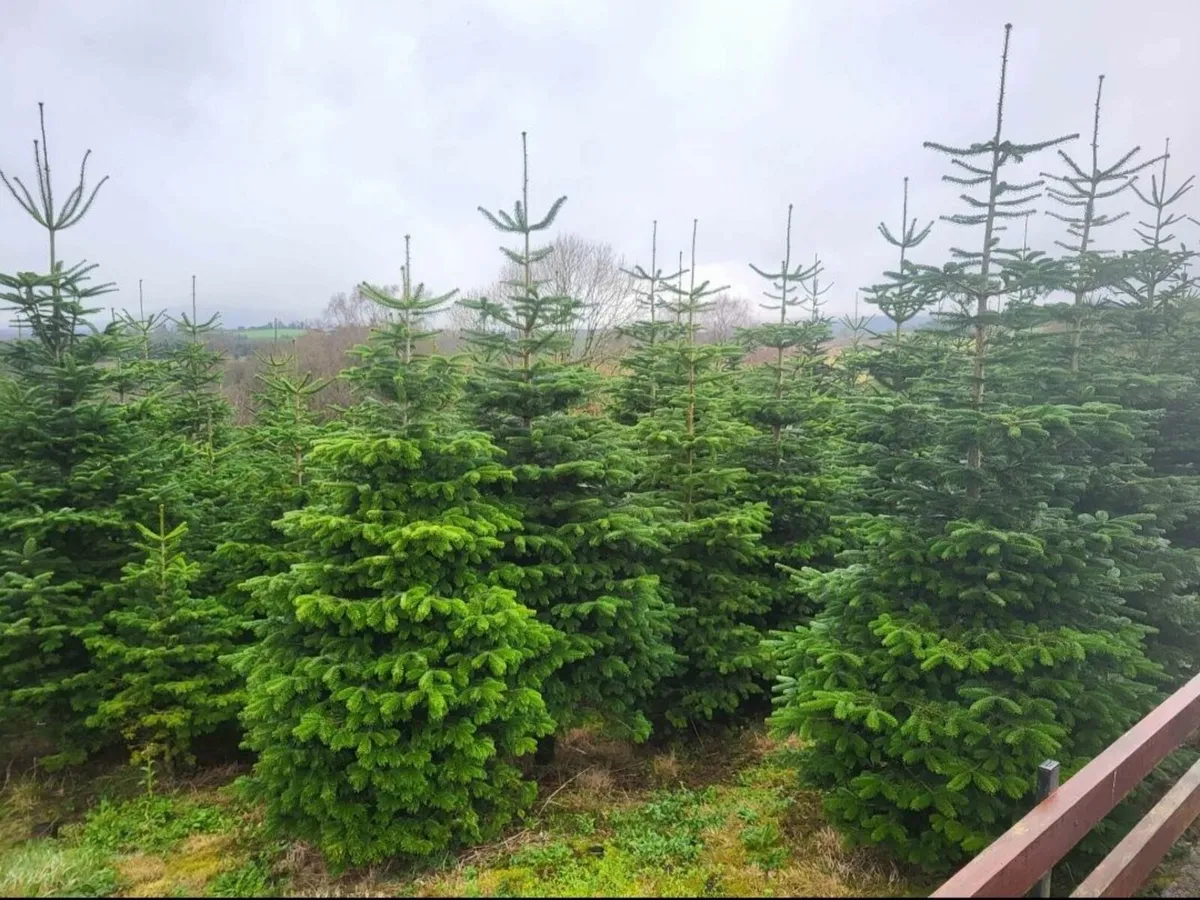 Christmas Trees - Image 1