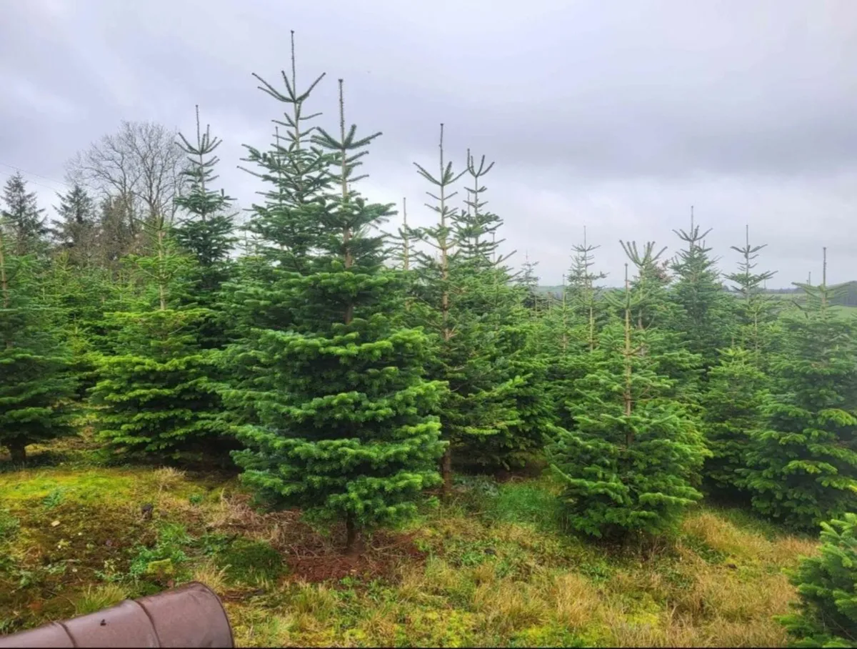 Christmas Trees - Image 2