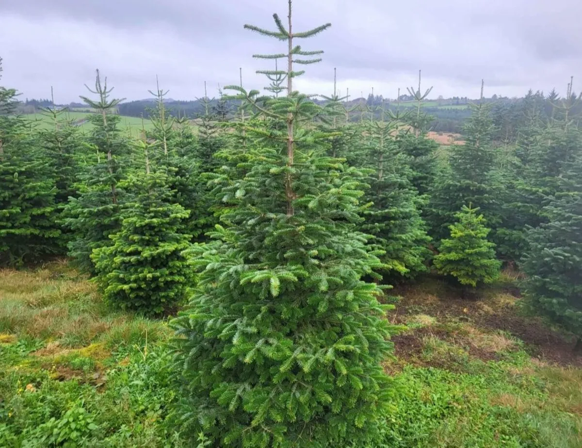 Christmas Trees - Image 3