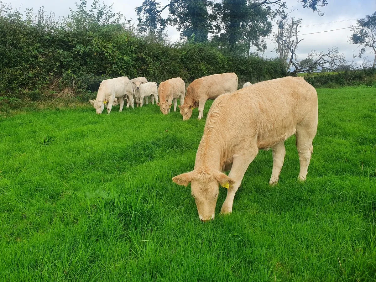 Yard wanted to rent - Image 3