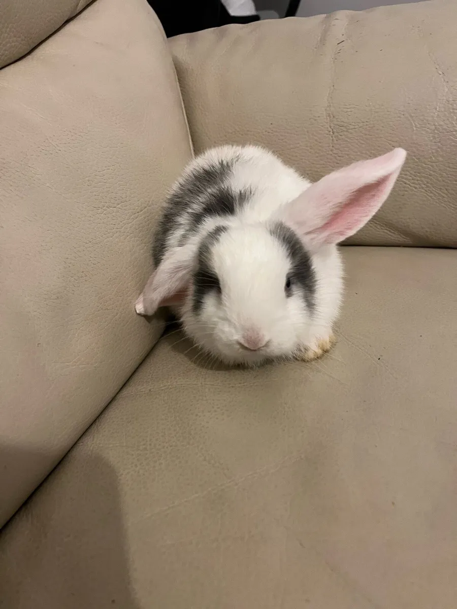 Baby Holland rabbits - Image 1