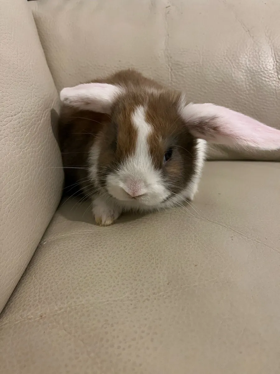 Baby Holland rabbits - Image 2