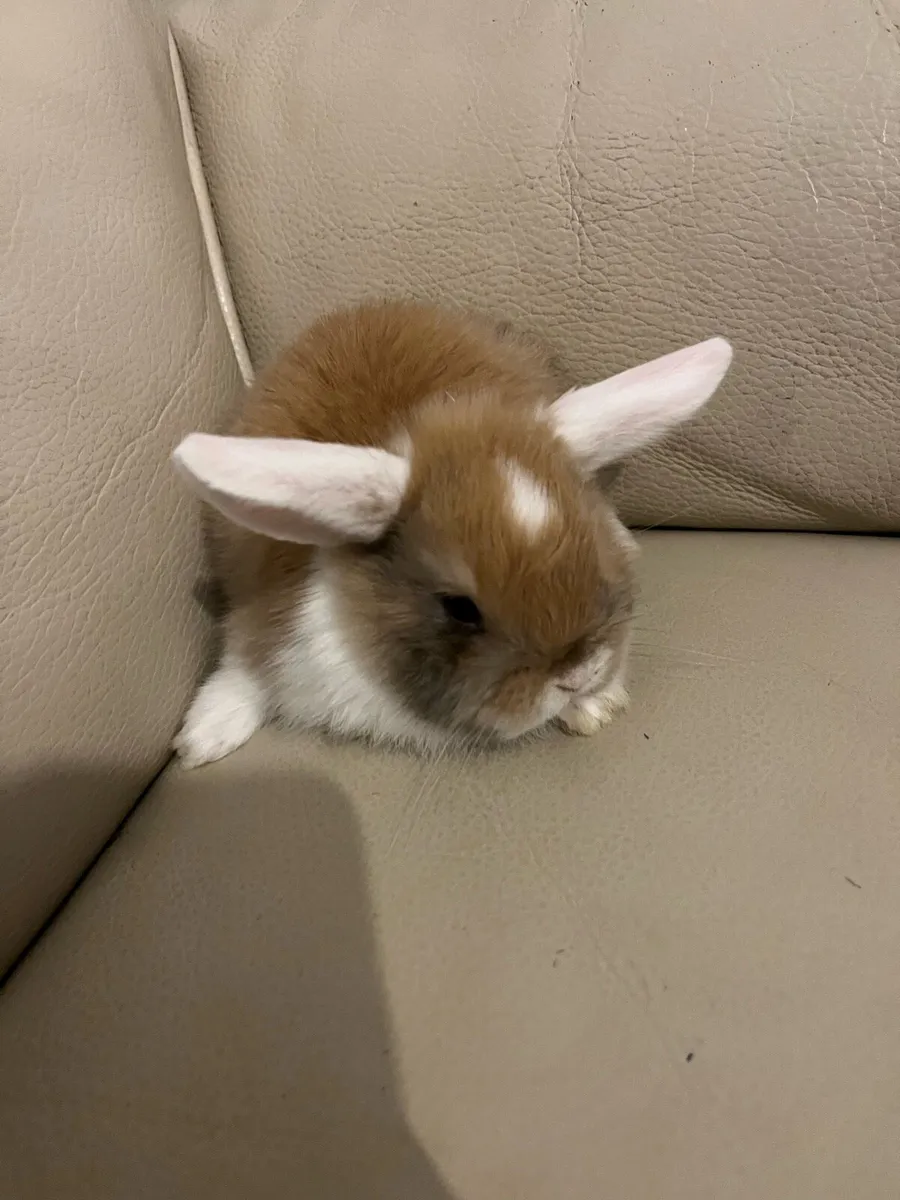 Baby Holland rabbits - Image 3