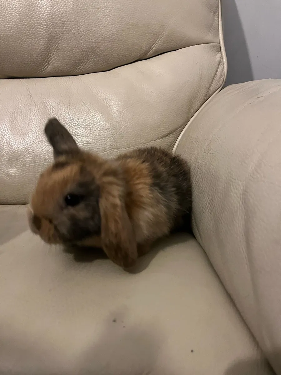 Baby Holland rabbits - Image 4