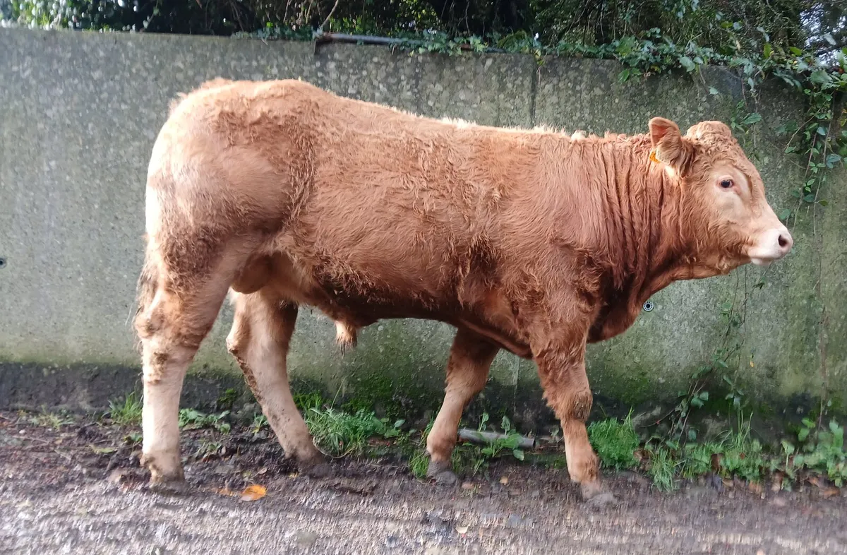Super Quality 5 🌟 🌟 🌟 🌟 🌟  PBR Limousin Bull - Image 1