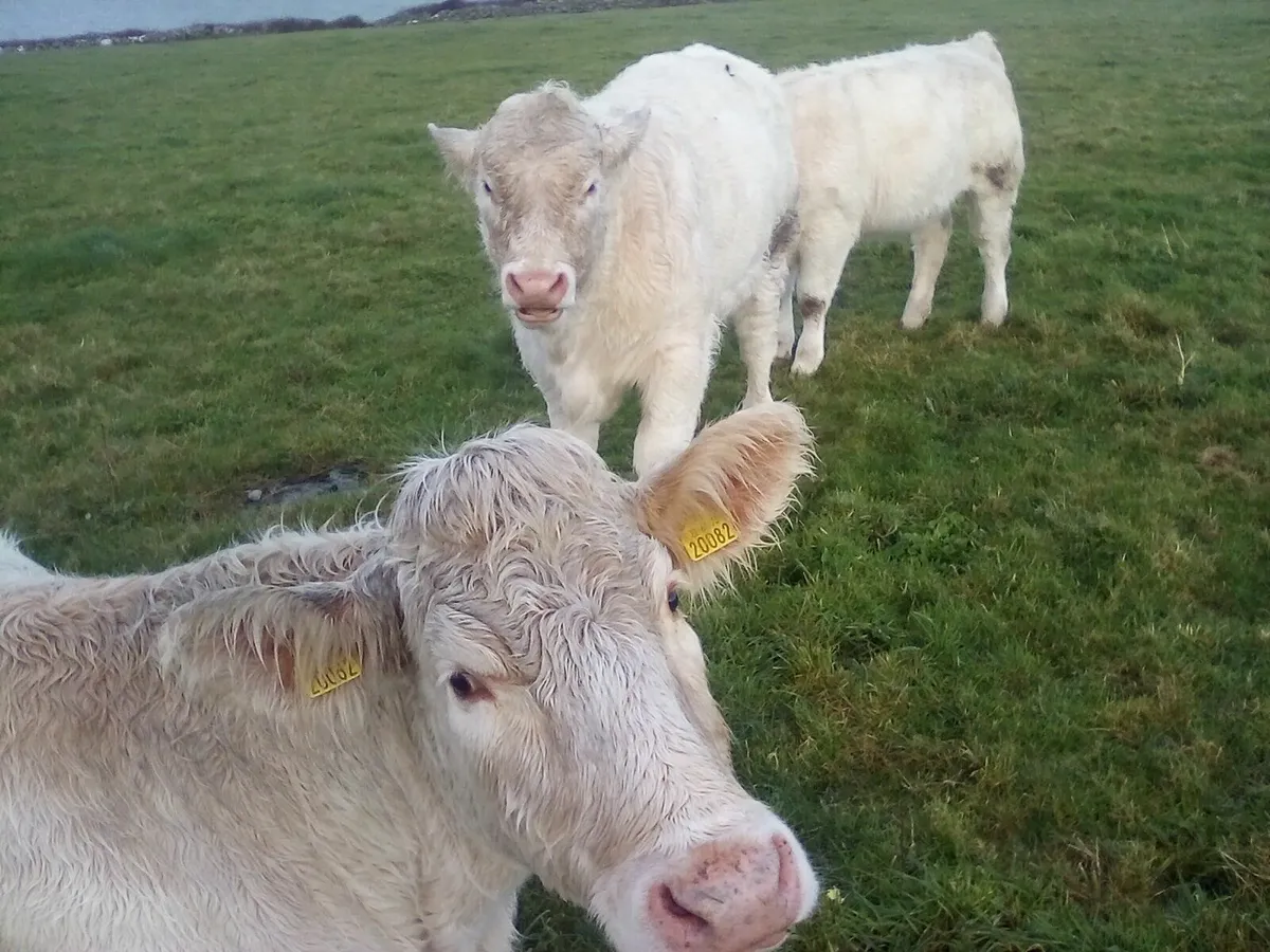 Gort mart 13th November - Image 1