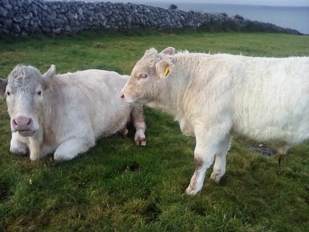 Gort mart 13th November - Image 2