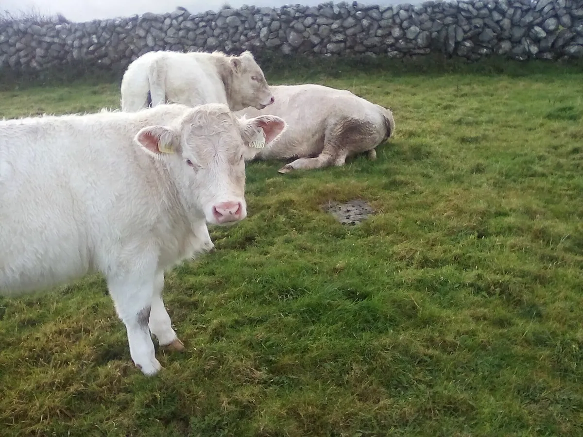 Gort mart 13th November - Image 3