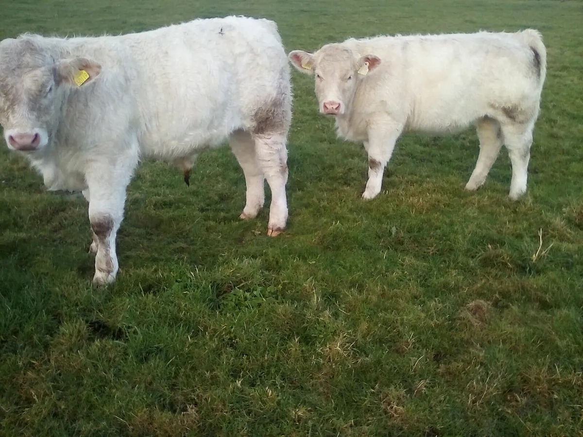 Gort mart 13th November - Image 4