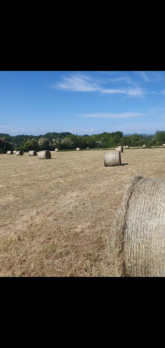 Hay for sale - Image 3