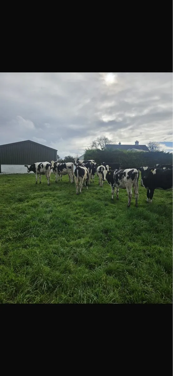 Hol fr spring born calves - Image 1