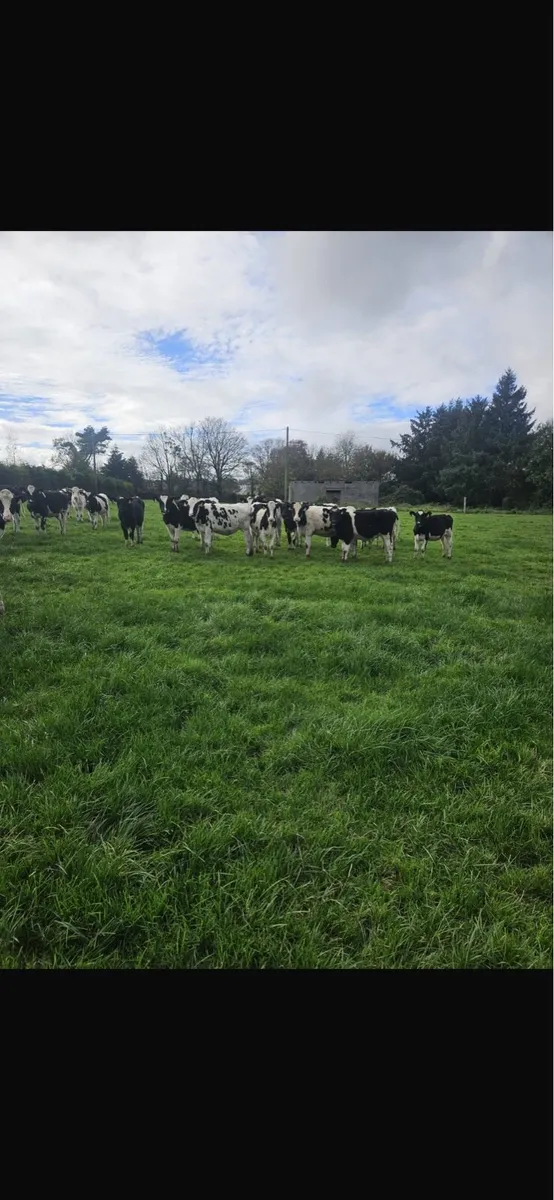 Hol fr spring born calves - Image 2