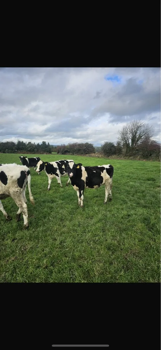 Hol fr spring born calves - Image 3