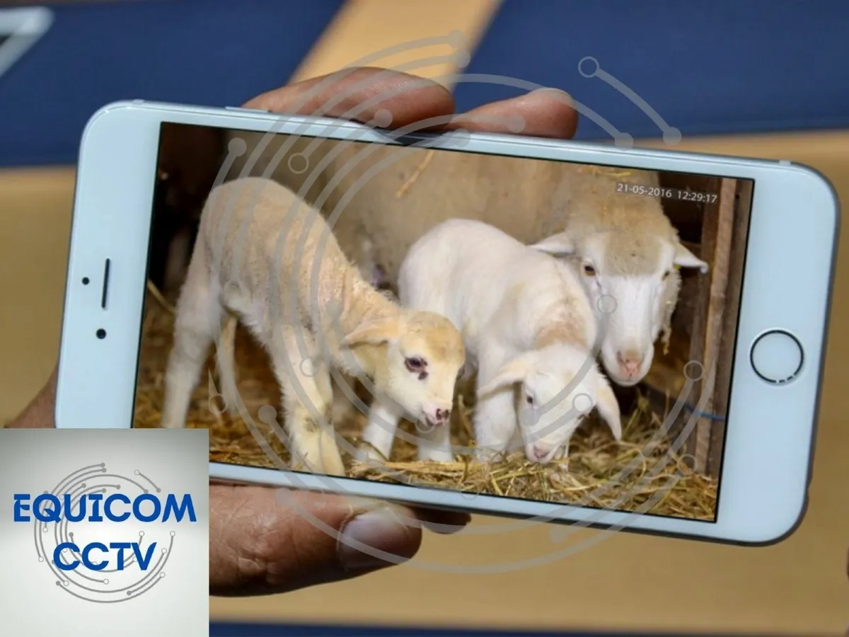 lambing cameras
