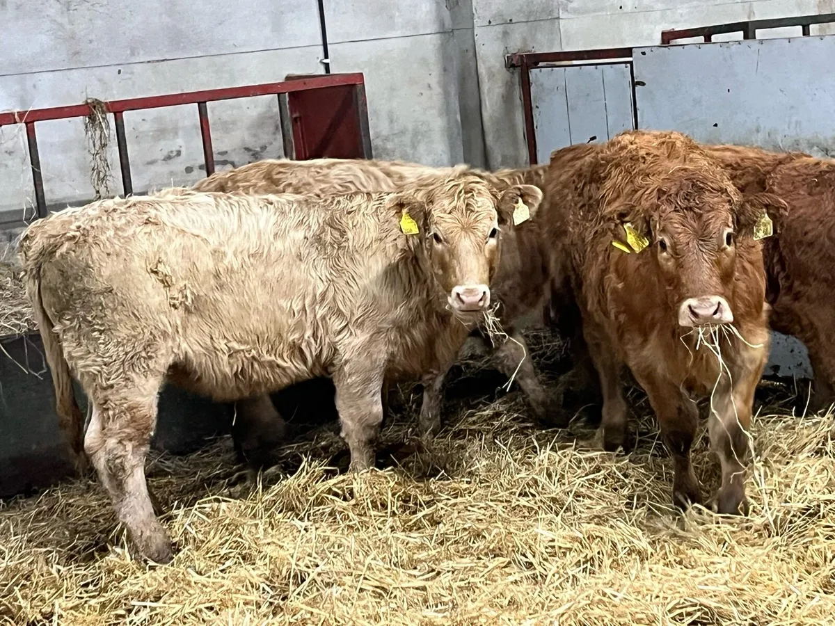 Super 240Kg CH & LIM Heifer Weanlings - Image 1