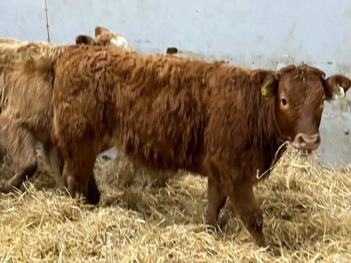 Super 240Kg CH & LIM Heifer Weanlings - Image 2