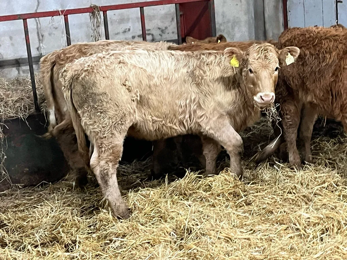 Super 240Kg CH & LIM Heifer Weanlings - Image 3