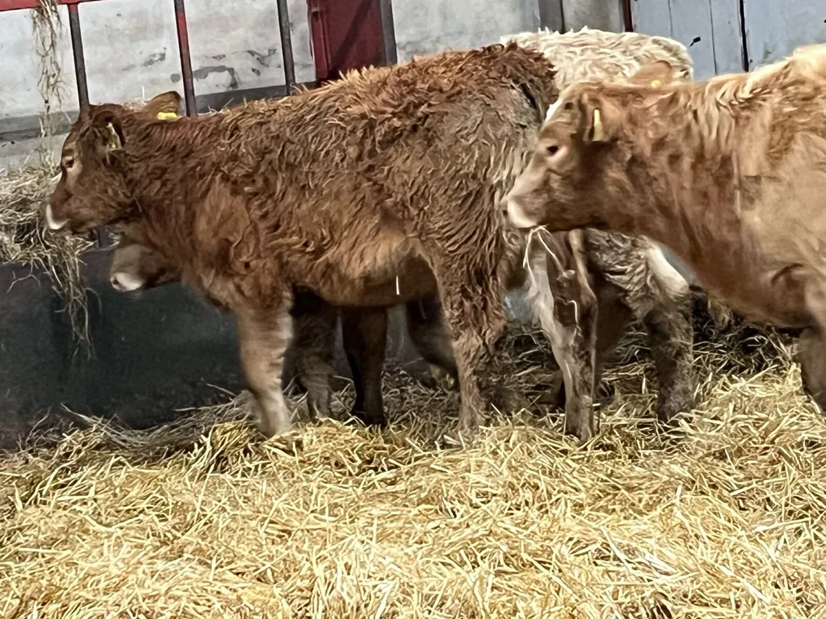 Super 240Kg CH & LIM Heifer Weanlings - Image 4