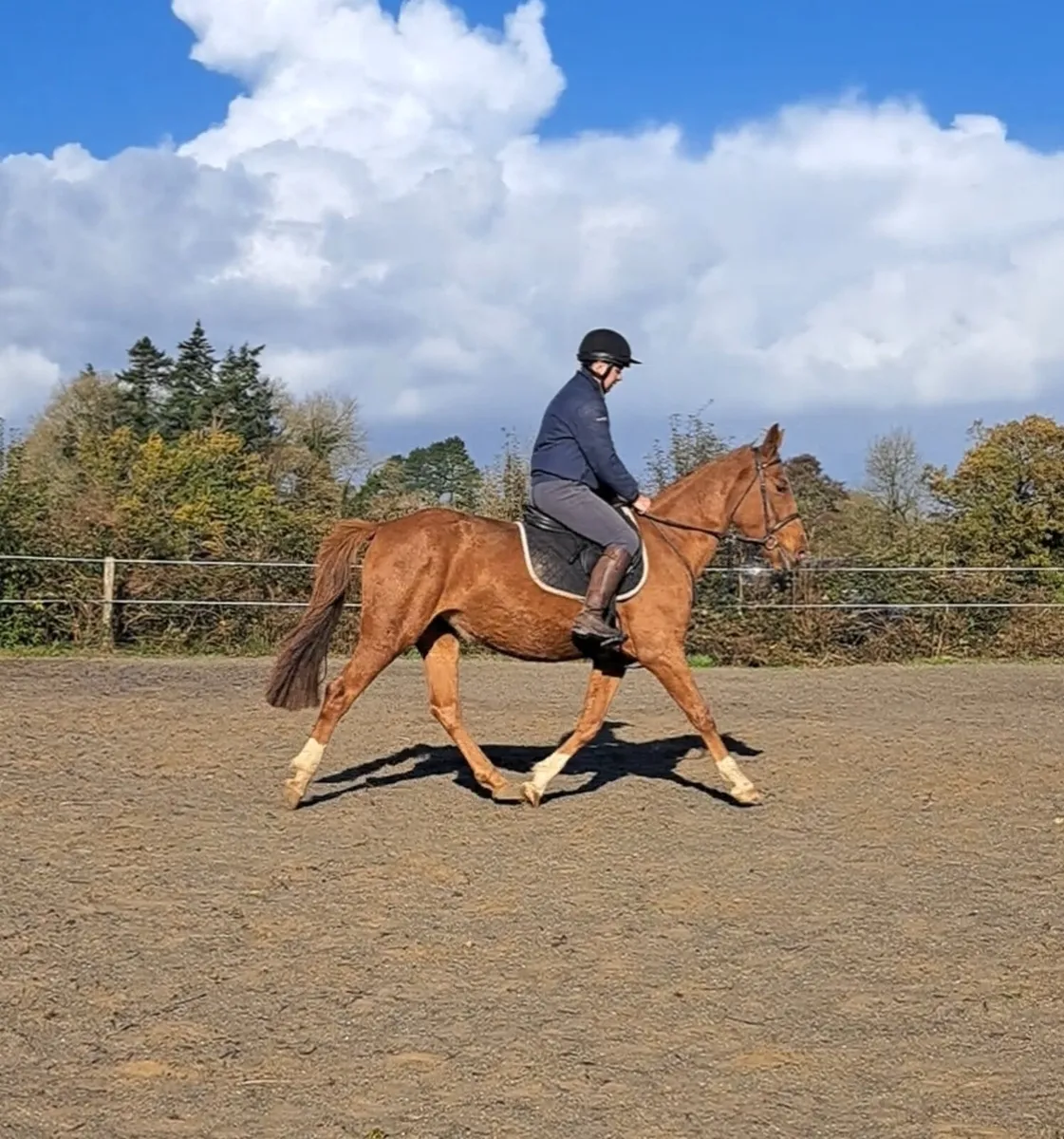 4 YO WRS Sunshine - Image 1