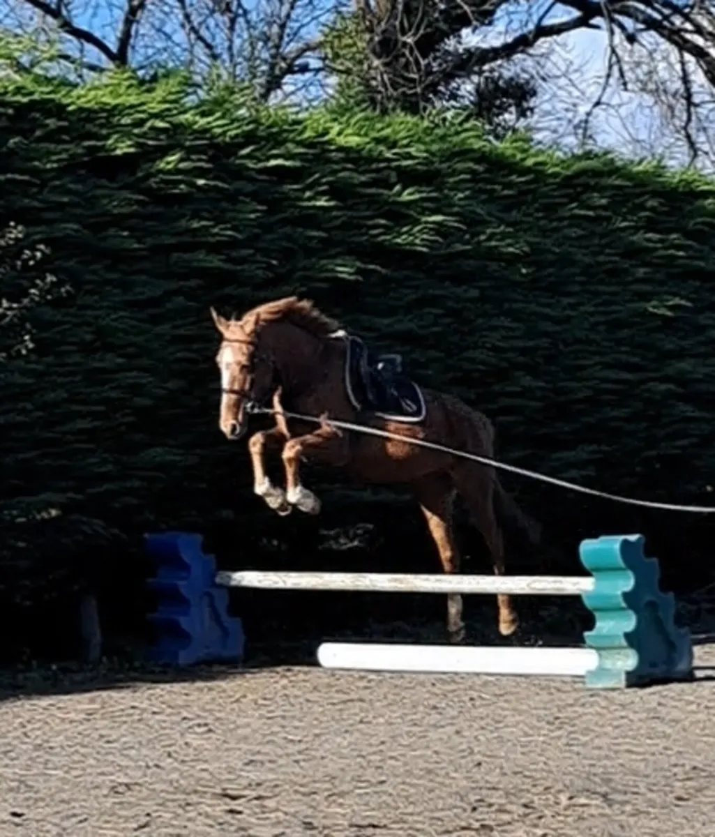 4 YO WRS Sunshine - Image 2