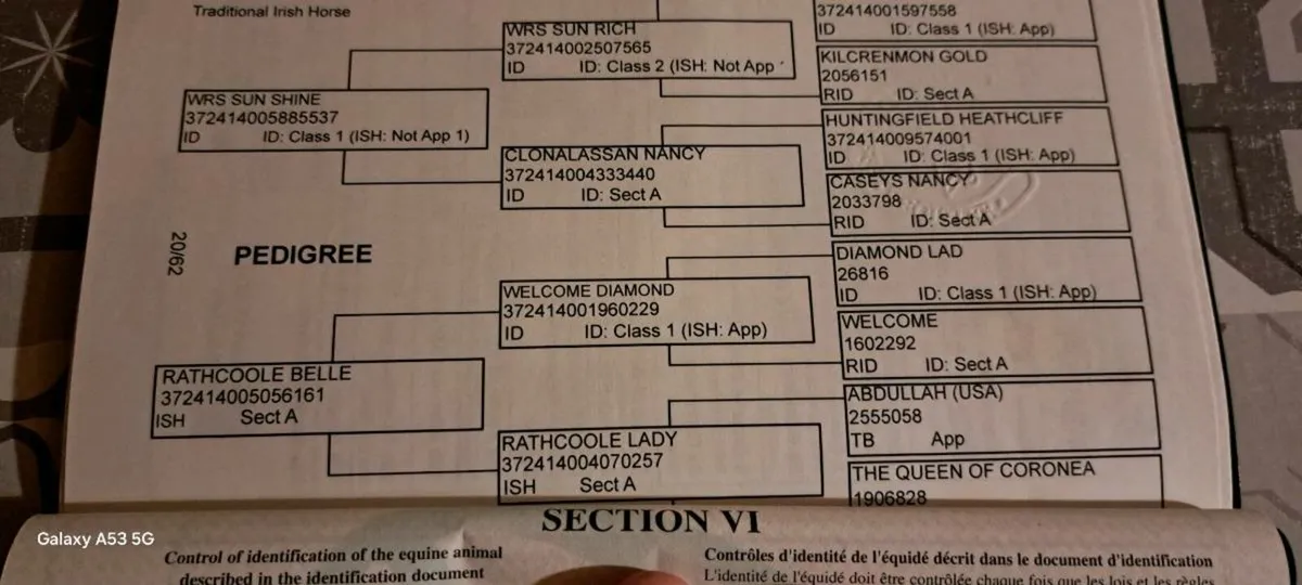 4 YO WRS Sunshine - Image 3